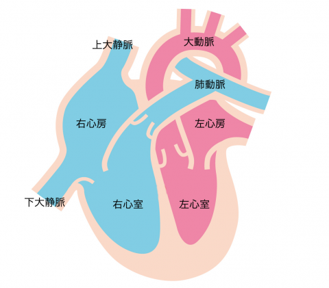 心臓の左心室・右心室・左心房・左心室の解説１